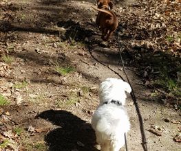 Keep Cool Dog image 17