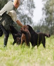 Elevage du Taillis Madame image 3