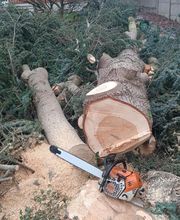 Arbres Verts Outters Outters Xavier image 2