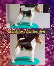 Sandras Hundesalon Bild 5