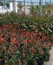 La Main Verte image 6