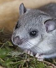 Insekta Schädlingstechnik GmbH Bild 5