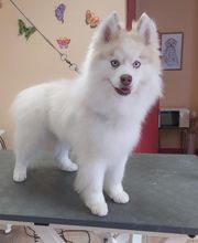 AU TOUTOU MARANS image 9