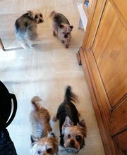 Paula Toutou Mobile image 8