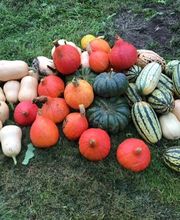 Gärtnerei Goldschmitt B. Jungnitsch Bild 15