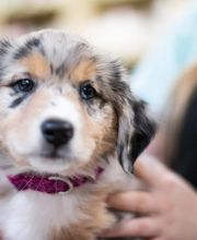 Best Care Pet Hospital image 4