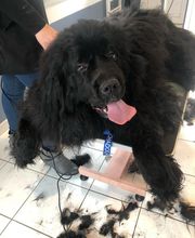 Chez Miss Perle image 2