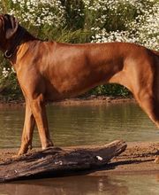 Rhodesian Ridgeback Züchter Bild 6
