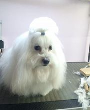 À la Maison du Toilettage image 16