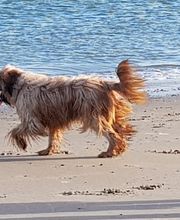 Hundeschule Göttingen Bebra Bild 5