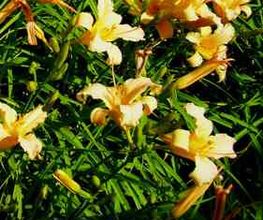 Blumen Taglilie