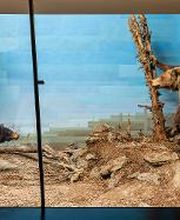 Naturhistorisches Museum Bern Bild 16