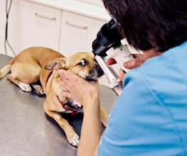 clinica-veterinaria-zarpa-oftalmologia-3.jpg