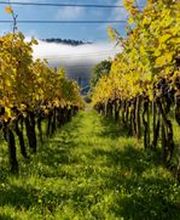 Weinbau Leuengrund - Schneider Weine Bild 10