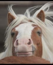 MAS DE L'ESPIGUETTE image 3