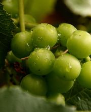 Brunner Weinmanufaktur AG Bild 11