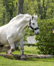 Wohlis Kutschbetrieb &  Ginas Reitschule Bild 7