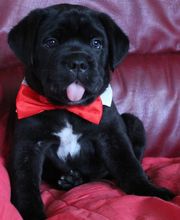 Chenil Des Fontaines image 5