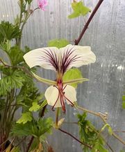 Ralf Paul Pelargonien (Para's) Bild 2