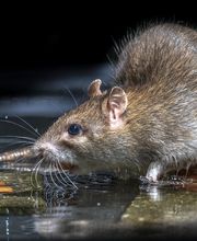 OPC Pest Services - Thornton image 14