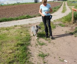 MenschUndHundZentrum Bild 36