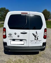 Wind im Hundefell Bild 14