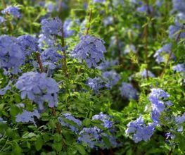 Les Serres et Fleurs de Majolan image 10