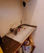 SafeHome Schädlingsbekämpfung Köln Bild 6