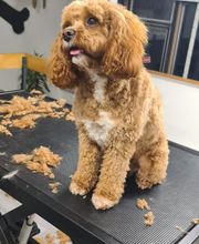 Hundesalon Engstingen Bild 18