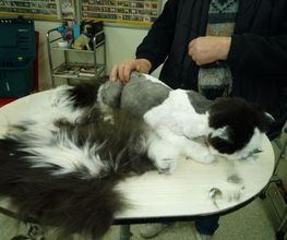 Hundesalon Pfiffikus Bild 2
