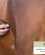 Dr. Bernhard Ekrod Tierarzt Bild 2