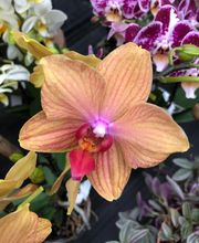 Pépinière Côté Jardin image 5