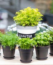 Blumen Brügger Bild 5