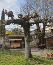 Le jardin de Paul image 4