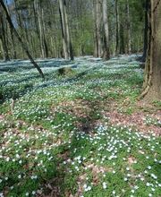 FriedWald Buxtehude Bild 13