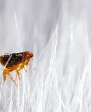 Fleetwood Pest Control image 13