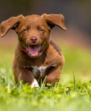 Reinado Canino imagen 8