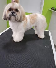 DogShine image 12