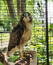 Chahinkapa Zoo image 16