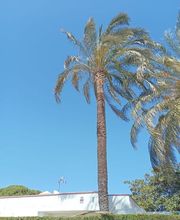 poda-altura-cambrils.jpg