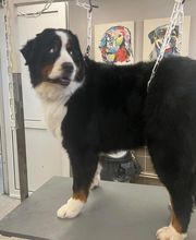 Concept Toilettage by Fabrice image 2