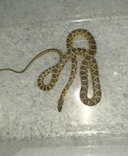 Centro Veterinario Guillena imagen 6