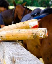 Haras du Cercle image 12