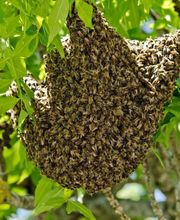 Stop Guêpes & Frelons image 1