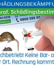 Klavier Zähringer Bild 3