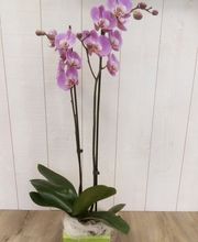 Flor Et Lys image 2