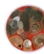 Air Et Bio image 3