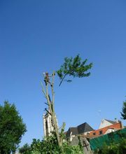 Ets Garden Green image 1