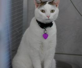 Canicat image 8