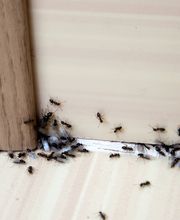 OPC Pest Services - Louisville image 5